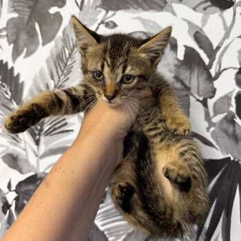 Domestic Short Hair Cats Available for Adoption in Wahiawa, Hawaii - Sourdough | PetCurious