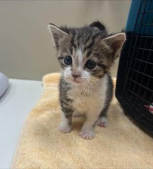 Stock -  Domestic Short Hair Cat for Adoption in Fishers, Indiana - Stock | PetCurious