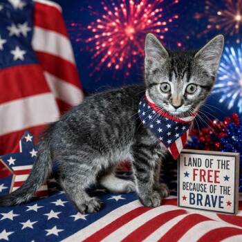 Willow -  Domestic Short Hair Cat for Adoption in Ssl, Utah - Willow | PetCurious