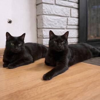 Salem -  Domestic Short Hair Cat Available for Adoption in Woodinville, Washington - Salem | PetCurious