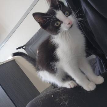 Nugget -  Domestic Short Hair Cat for Adoption in North Battleford, Saskatchewan - Nugget | PetCurious