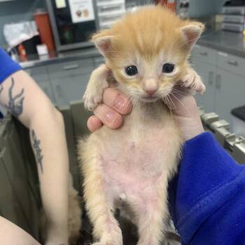 Mini -  Domestic Short Hair Cat for Adoption in Greensboro, North Carolina - Mini | PetCurious