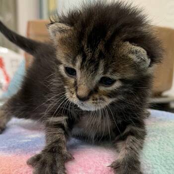 Donut -  Domestic Short Hair Cat for Adoption in West Palm Beach, Florida - Donut | PetCurious