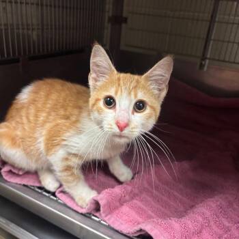 Tedward -  Domestic Short Hair Cat for Adoption in Bristol, Indiana - Tedward | PetCurious