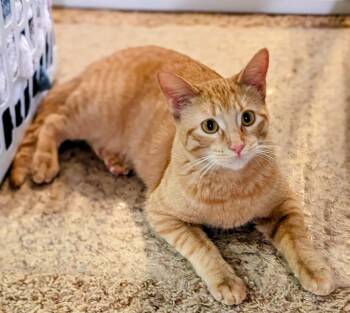 Jovie -  Domestic Short Hair Cat Available for Adoption in Manhattan, Kansas - Jovie | PetCurious