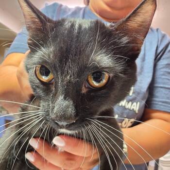 Kipp -  Domestic Short Hair Cat for Adoption in Leander, Texas - Kipp | PetCurious