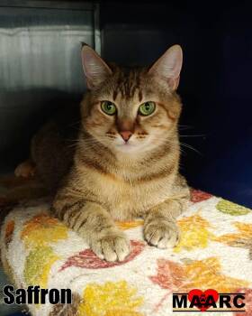 Domestic Short Hair Cats Available for Adoption in Maryville, Tennessee - Saffron | PetCurious