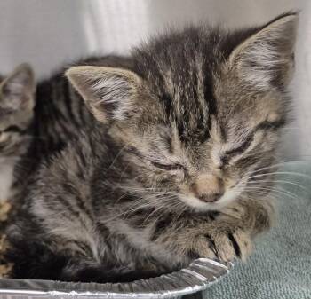 Fm-3 Dill -  Domestic Short Hair Cat for Adoption in Lawrenceville, Georgia - Fm-3 Dill | PetCurious