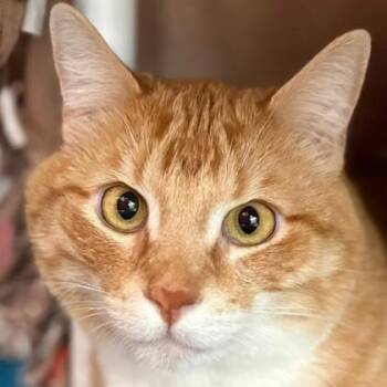 Domestic Short Hair Cats Available for Adoption - Cal | PetCurious