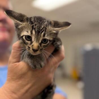 Alvarado-C -  Domestic Short Hair Cat for Adoption in East St. Louis, Illinois - Alvarado-C | PetCurious