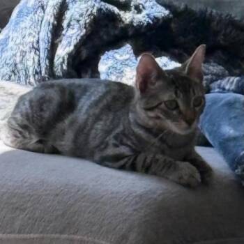 Bobby -  Domestic Short Hair Cat for Adoption in Victoria, British Columbia - Bobby | PetCurious