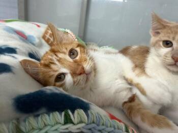 Bramley -  Domestic Short Hair Cat for Adoption in Raleigh, North Carolina - Bramley | PetCurious