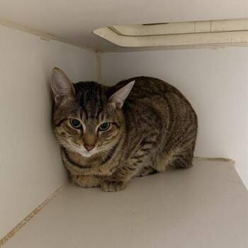 Domestic Short Hair Cats Available for Adoption in Long Beach, California - Monk | PetCurious