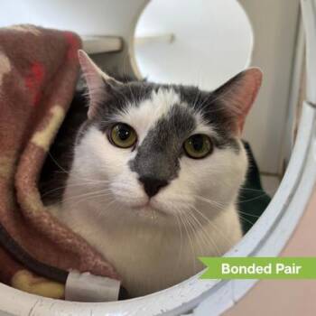 Leo ( bonded with OJ) -  Domestic Short Hair Cat for Adoption in Reisterstown, Maryland - Leo ( Bonded With OJ) | PetCurious