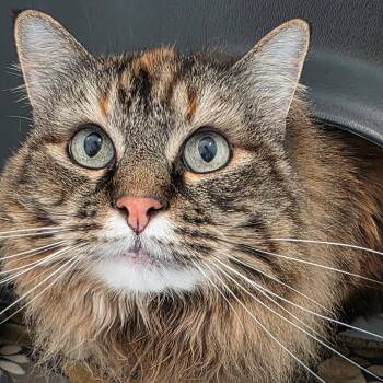 Danni -  Domestic Long Hair Cat for Adoption in Port Angeles, Washington - Danni | PetCurious