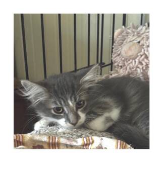 Pippin -  Domestic Long Hair and Maine Coon Cat for Adoption - Pippin | PetCurious