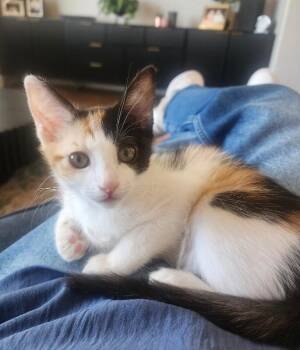 Boba - Sweets Litter -  Calico Cat for Adoption in Anthem, Arizona - Boba - Sweets Litter | PetCurious
