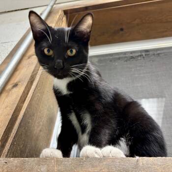 Rescue Domestic Short Hair Cats for Adoption in Beacon, New York - Chanel | PetCurious