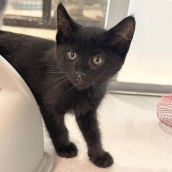 Fern -  Domestic Short Hair Cat for Adoption in Hailey, Idaho - Fern | PetCurious