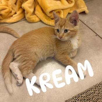 Kream Ontiveros -  Domestic Short Hair Cat for Adoption in Eagle Mountain, Utah - Kream Ontiveros | PetCurious