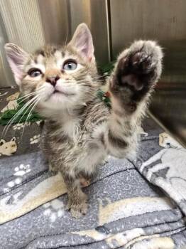 Hurricane -  Domestic Short Hair Cat for Adoption in Cambridge, Maryland - Hurricane | PetCurious
