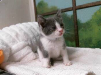 Domestic Short Hair Cats Available for Adoption in Houston, Texas - JELLY | PetCurious