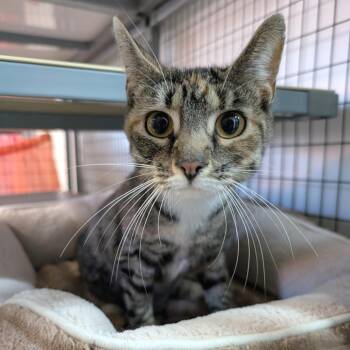 Little One -  Domestic Short Hair Cat for Adoption in Redwood Valley, California - Little One | PetCurious