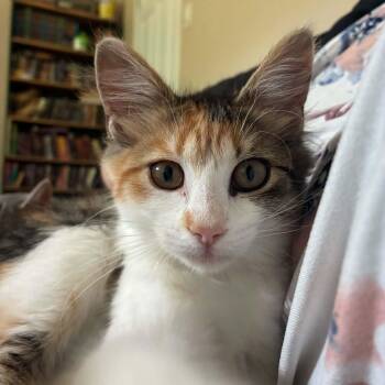 California -  Domestic Long Hair Cat for Adoption in Wakefield, Quebec - California | PetCurious