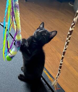 Domestic Short Hair Cats Available for Adoption in Fremont, California - ASH - Bonded With Frank | PetCurious
