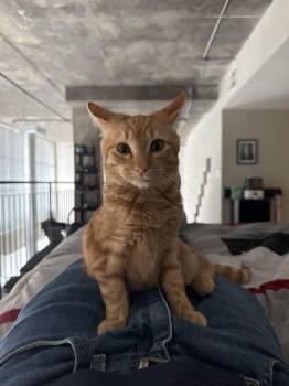 Domestic Short Hair Cats Available for Adoption - George | PetCurious