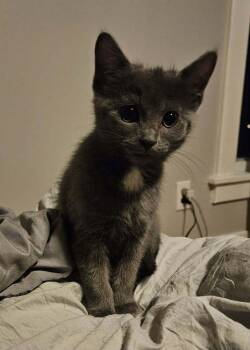 Domestic Short Hair Cats Available for Adoption - **Cat Cafe** Jeffica | PetCurious