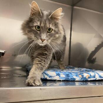 Toothless -  Domestic Medium Hair Cat for Adoption in Monroe, Louisiana - Toothless | PetCurious