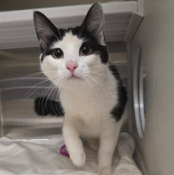 MAX -  Domestic Short Hair Cat for Adoption in St. Louis, Missouri - MAX | PetCurious