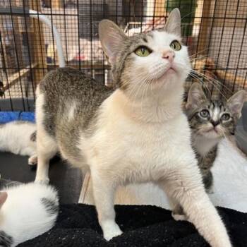 Michi -  Domestic Short Hair Cat for Adoption in Cincinnati, Ohio - Michi | PetCurious