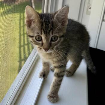 Domestic Short Hair Cats Available for Adoption in Cumming, Georgia - McKay | PetCurious