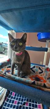 Smoky -  Domestic Short Hair Cat for Adoption in Athens, Tennessee - Smoky | PetCurious