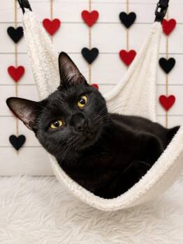 Mr. Man -  Domestic Short Hair Cat for Adoption in Corpus Christi, Texas - Mr. Man | PetCurious