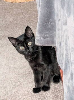 Rescue Domestic Short Hair Cats for Adoption - Ginger | PetCurious