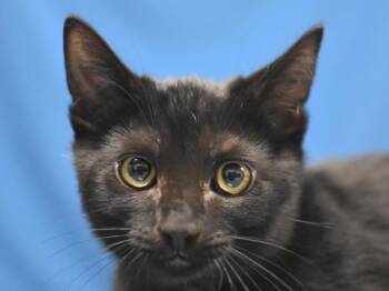 Angelica -  Domestic Short Hair Cat for Adoption in Portland, Oregon - Angelica | PetCurious