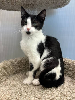 Rescue Domestic Short Hair Cats for Adoption in West Palm Beach, Florida - Ursala | PetCurious