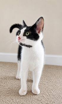 Skyr -  Domestic Short Hair Cat for Adoption in Homer Glen, Illinois - Skyr | PetCurious