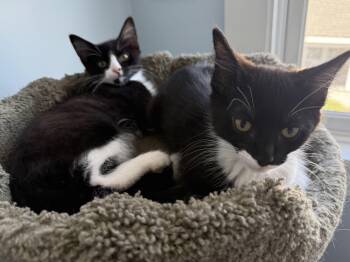 Fred and Ethyl -  Domestic Short Hair Cat for Adoption in Hull, Massachusetts - Fred And Ethyl | PetCurious
