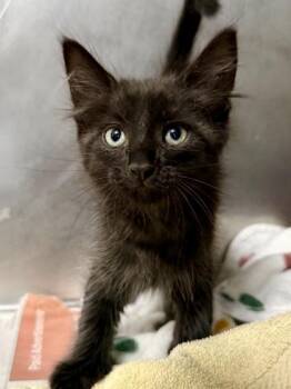 Domestic Short Hair Cats Available for Adoption in San Antonio, Texas - Eli Milton | PetCurious