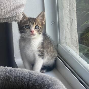Luke -  Domestic Short Hair Cat Available for Adoption in Fort Lauderdale, Florida - Luke | PetCurious