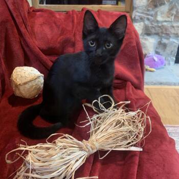 Percy -  Domestic Short Hair Cat for Adoption in Alexandria, Louisiana - Percy | PetCurious