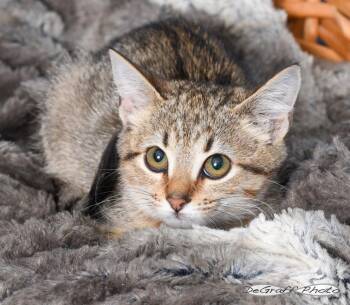 Fergie -  Domestic Short Hair Cat for Adoption in Pittsboro, North Carolina - Fergie | PetCurious