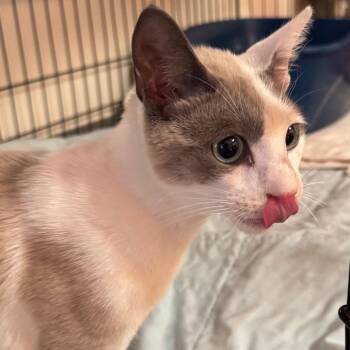 Phoebe -  Siamese and Snowshoe Cat for Adoption in Tucson, Arizona - Phoebe | PetCurious