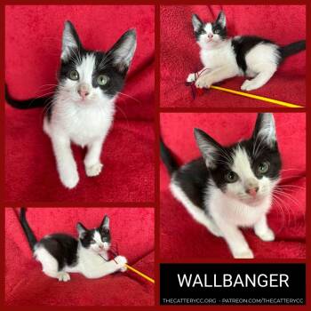 Domestic Short Hair Cats Available for Adoption in Corpus Christi, Texas - Wallbanger | PetCurious