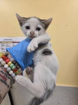 Domestic Short Hair Cats Available for Adoption in Honolulu, Hawaii - Manny | PetCurious