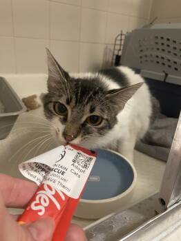 Rescue Domestic Medium Hair Cats for Adoption in Broomfield, Colorado - PESTO | PetCurious